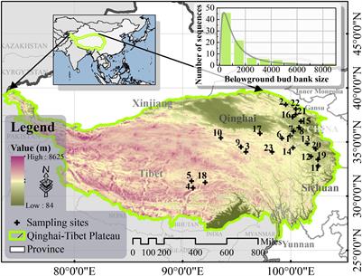 Patterns and drivers of the belowground bud bank in alpine grasslands on the Qinghai-Tibet Plateau